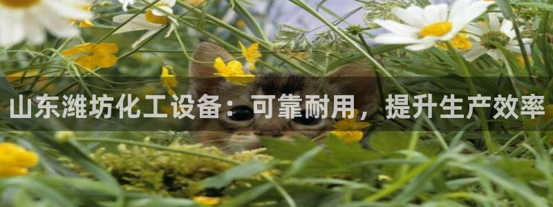 新城平台线路登录不上去怎么回事儿